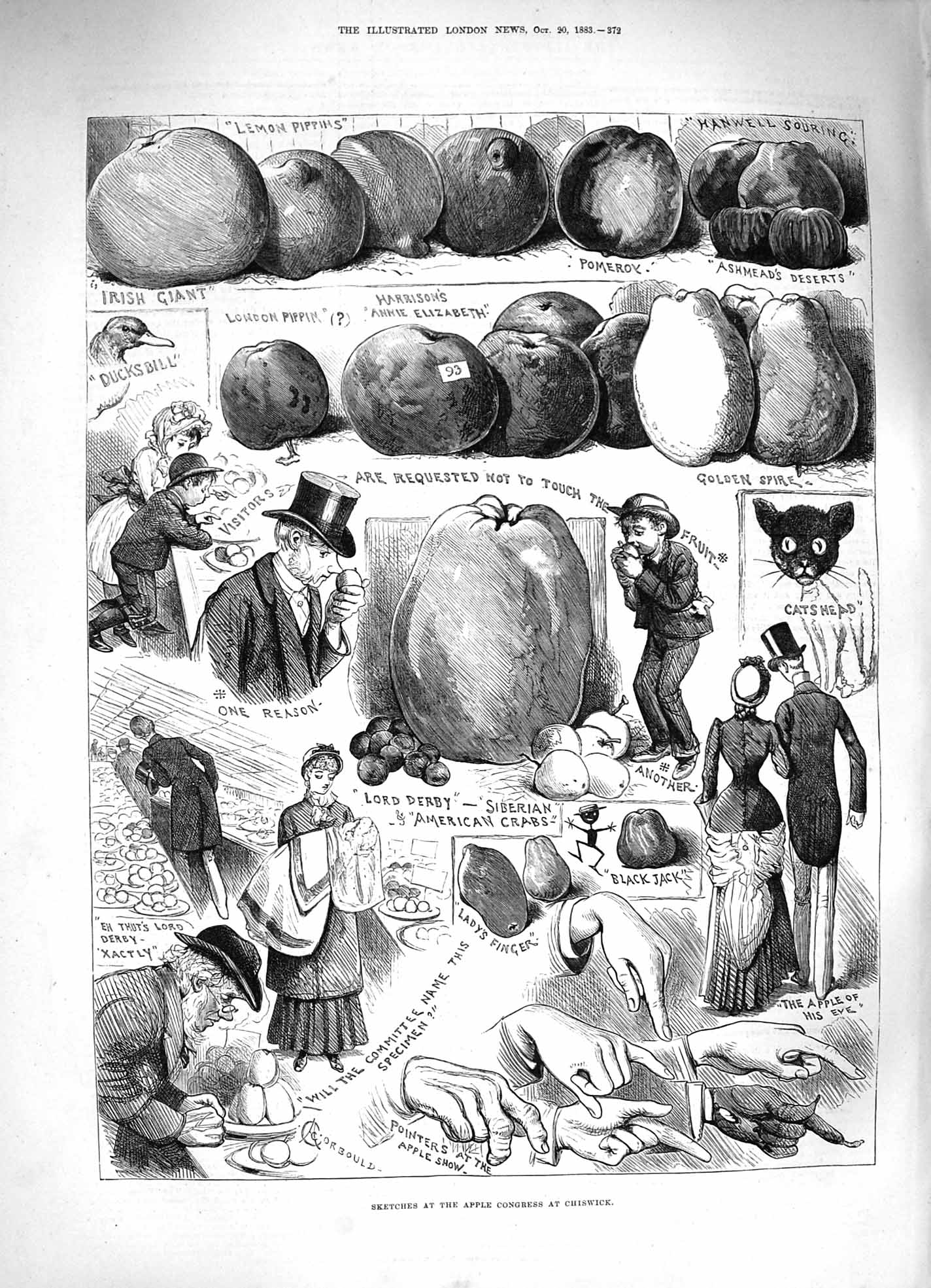 Original Old Antique Print 1883 Apple Congress Chiswick Lemon Pippins Pomerox