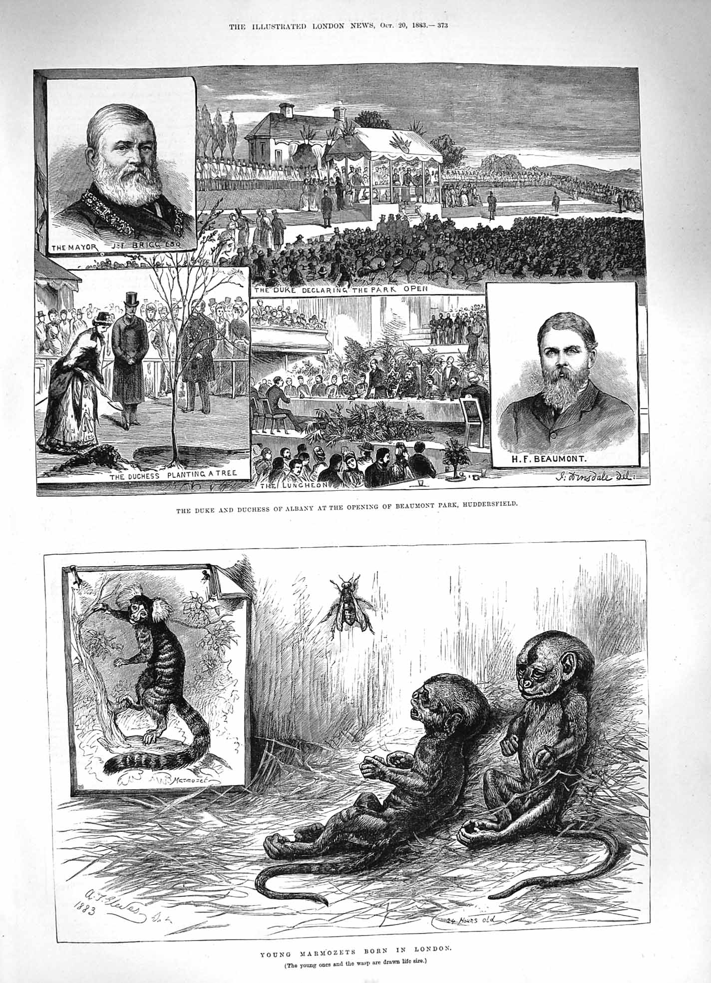 Old Antique Print 1883 Duke Albany Beaumont Huddersfield Marmozets London 19th