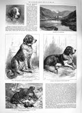 Original Old Antique Print 1883 St. Bernard Dog Show Leila Bayard Resc Victorian