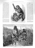 Original Old Antique Print 1883 Chimpanzaa Koolokamba French Army War Tonquin