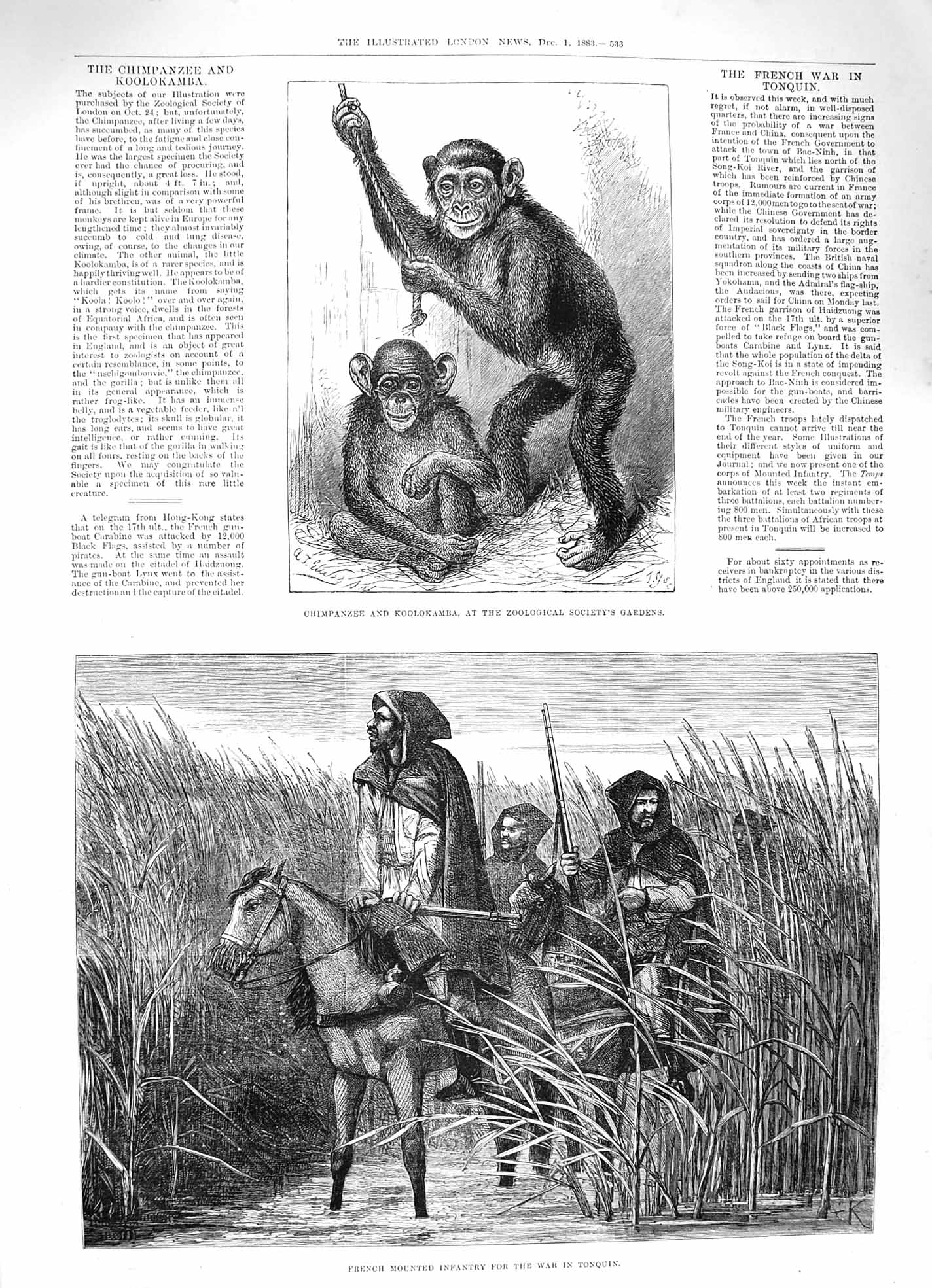 Original Old Antique Print 1883 Chimpanzaa Koolokamba French Army War Tonquin