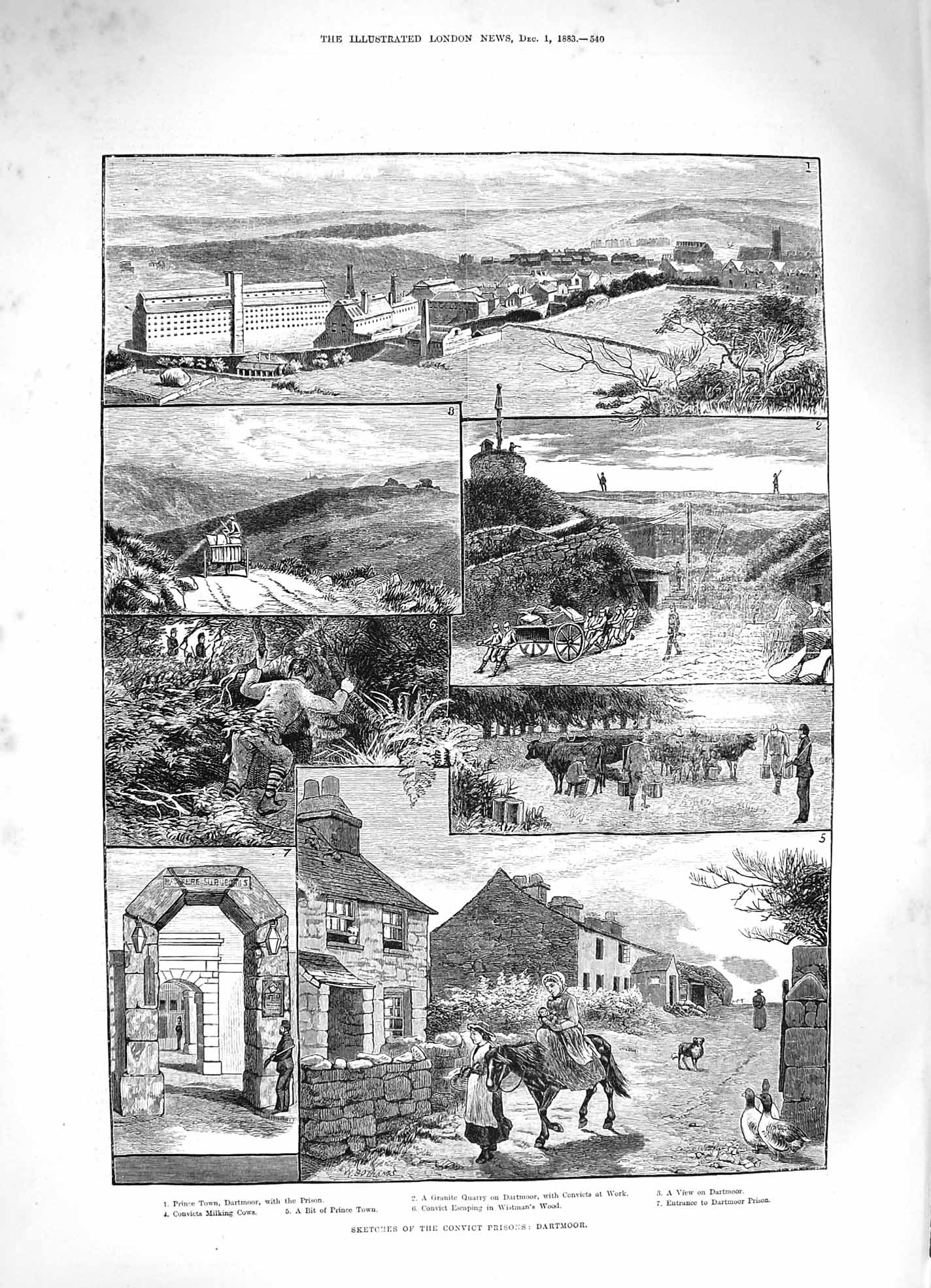 Original Old Antique Print 1883 Convict Prisoners Dartmoor Wistman Wood Cows