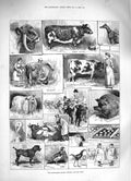 Old Antique Print *3350 1883 Birmingham Cattle Poultry Dog Show Animals