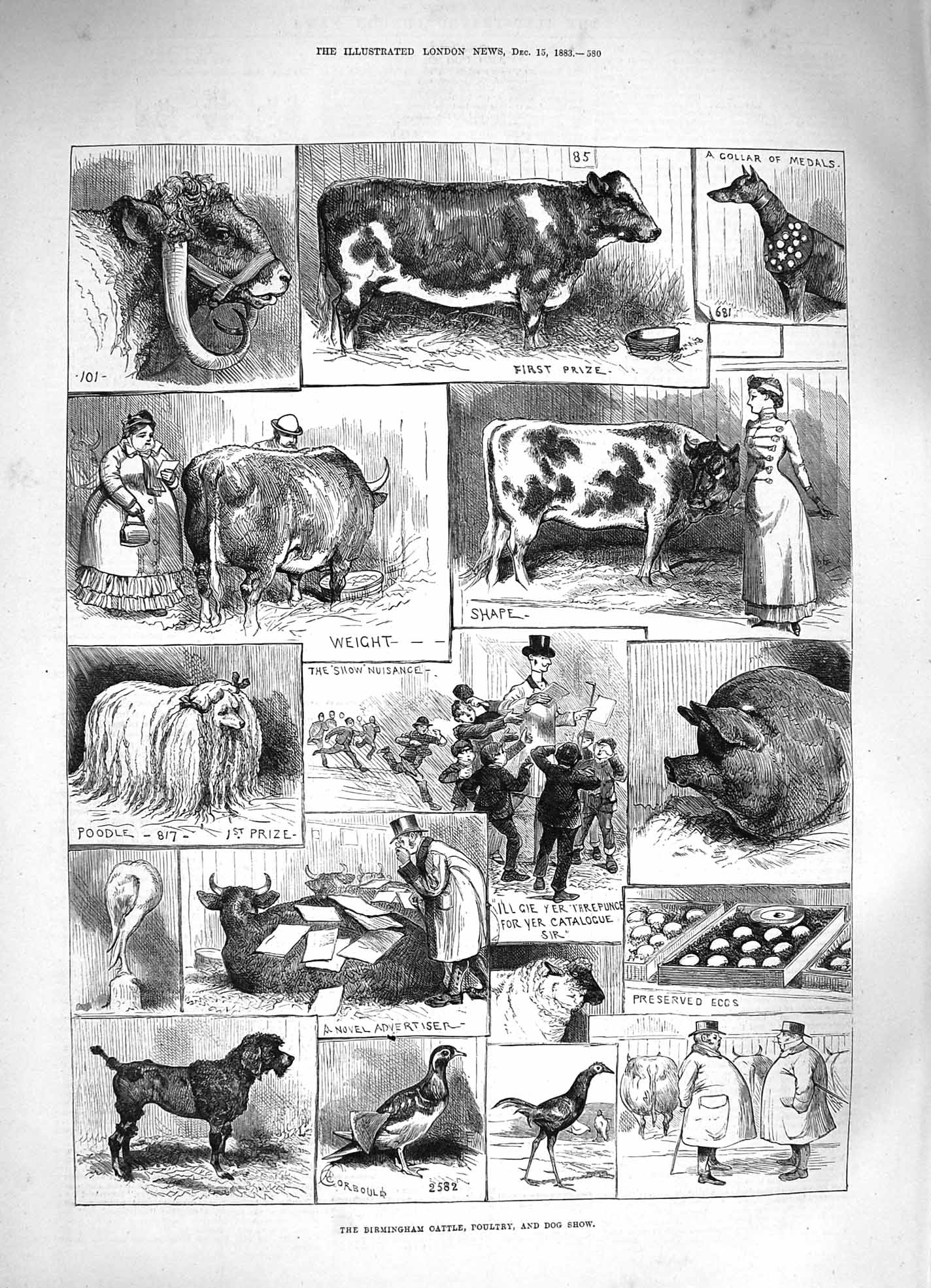Old Antique Print *3350 1883 Birmingham Cattle Poultry Dog Show Animals