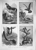Old Antique Print 1884 Natural History Fowl Birds Gould Anaconda Stoats 19th