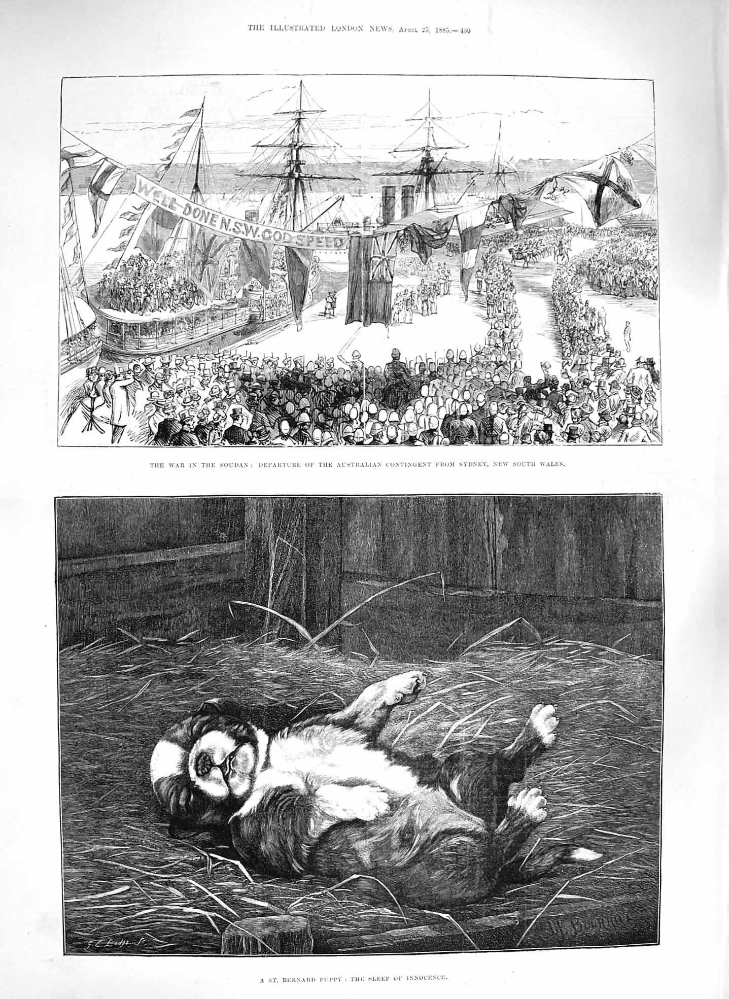 Old Antique Print 1885 War Soudan Australian Ship St. Bernard Puppy Dog 19th