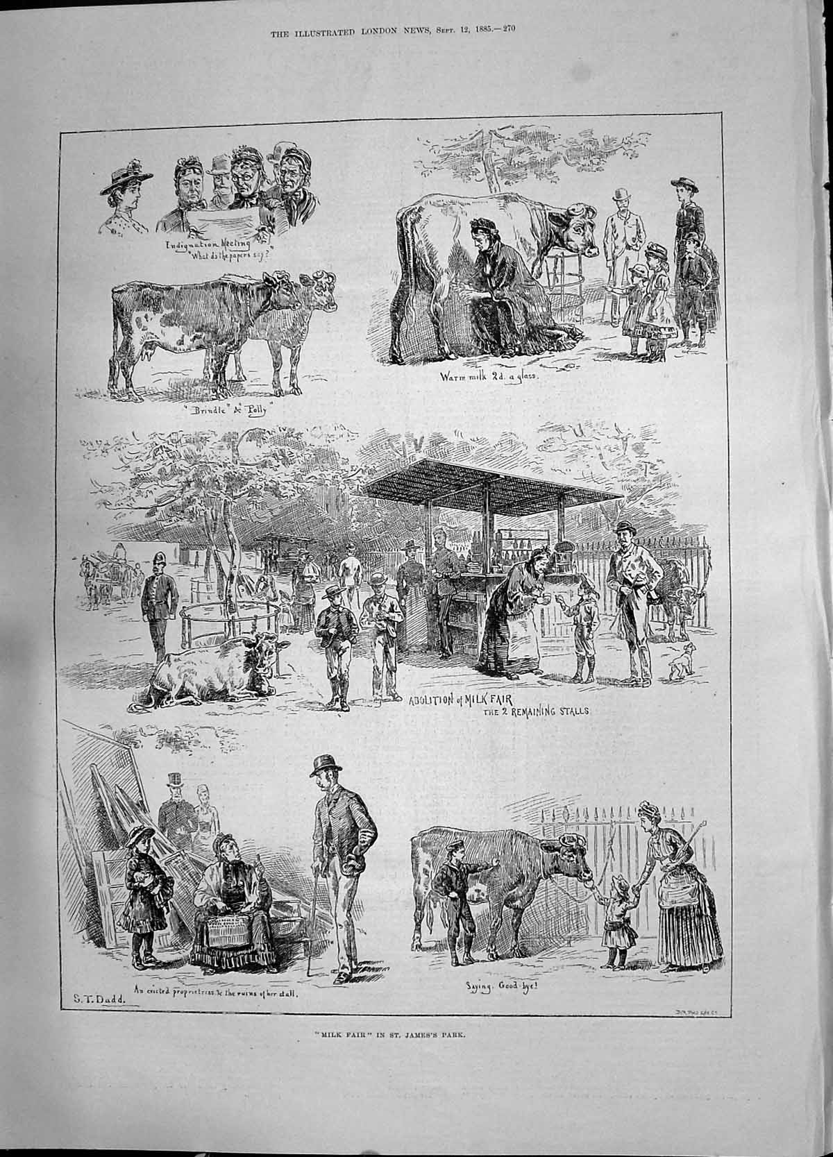 Antique Old Print 1885 Milk Fair St. James'S Park Cattle Cows Brindle Polly