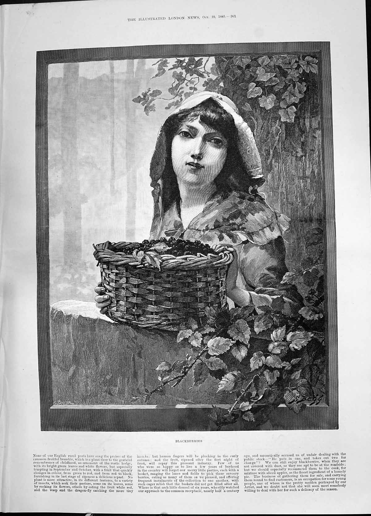Original Old Antique Print 1885 Beautiful Girl Blackberries Basket Trees 19th