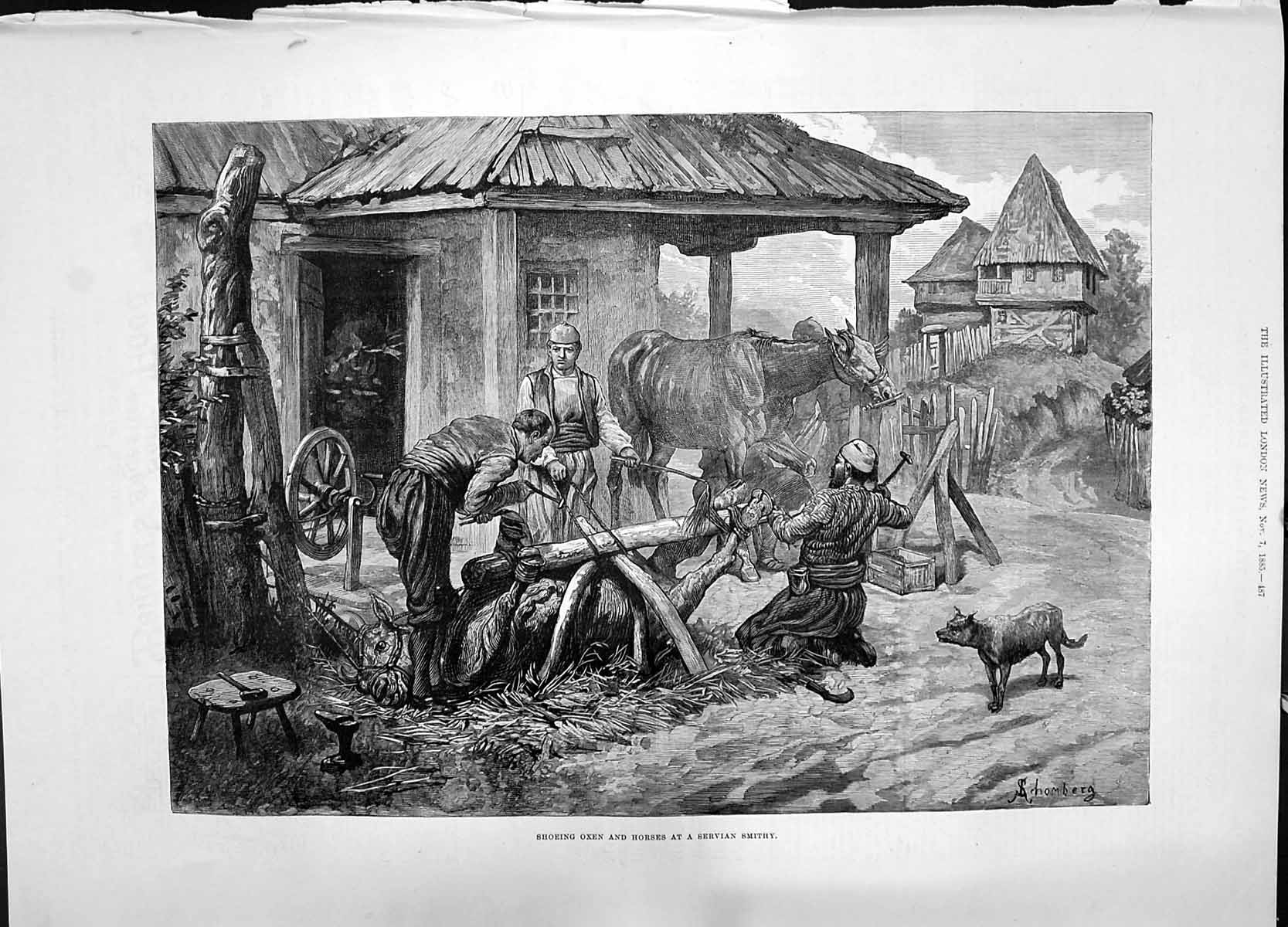 Old 1885 Shoeing Oxen Horses Servian Smithy Animals Industry Schomber Victorian
