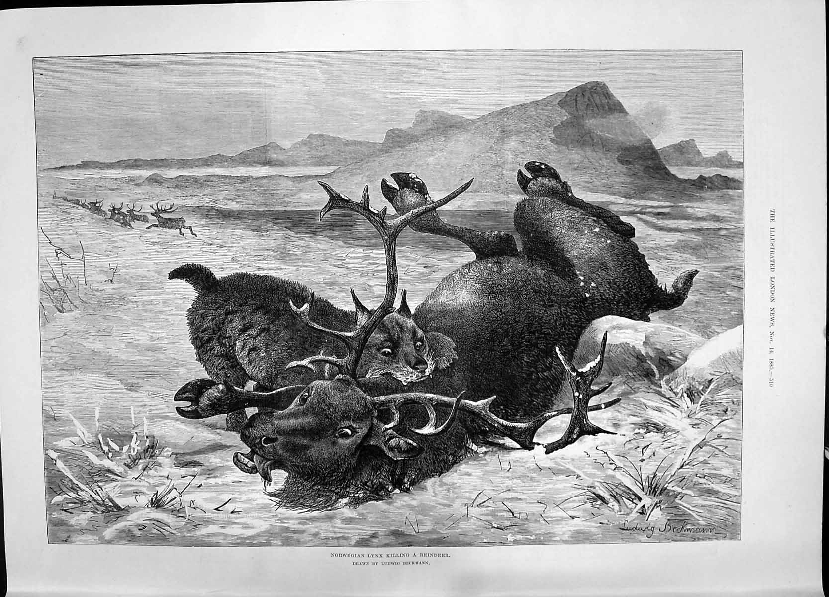 Antique Print 1885 Norwegian Lynx Killing Reindeer Animals Ludwig Beckmann 19th