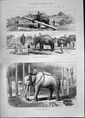 Original Old Antique Print 1885 Sacred White Elephant Work Moving Timber Burmah