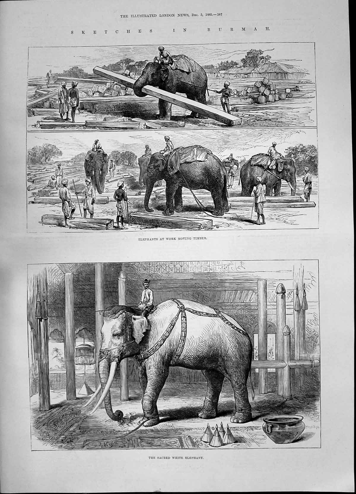 Original Old Antique Print 1885 Sacred White Elephant Work Moving Timber Burmah