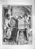 Original Old Antique Print 1886 Agriculture January Cutting Swedes Winter Food
