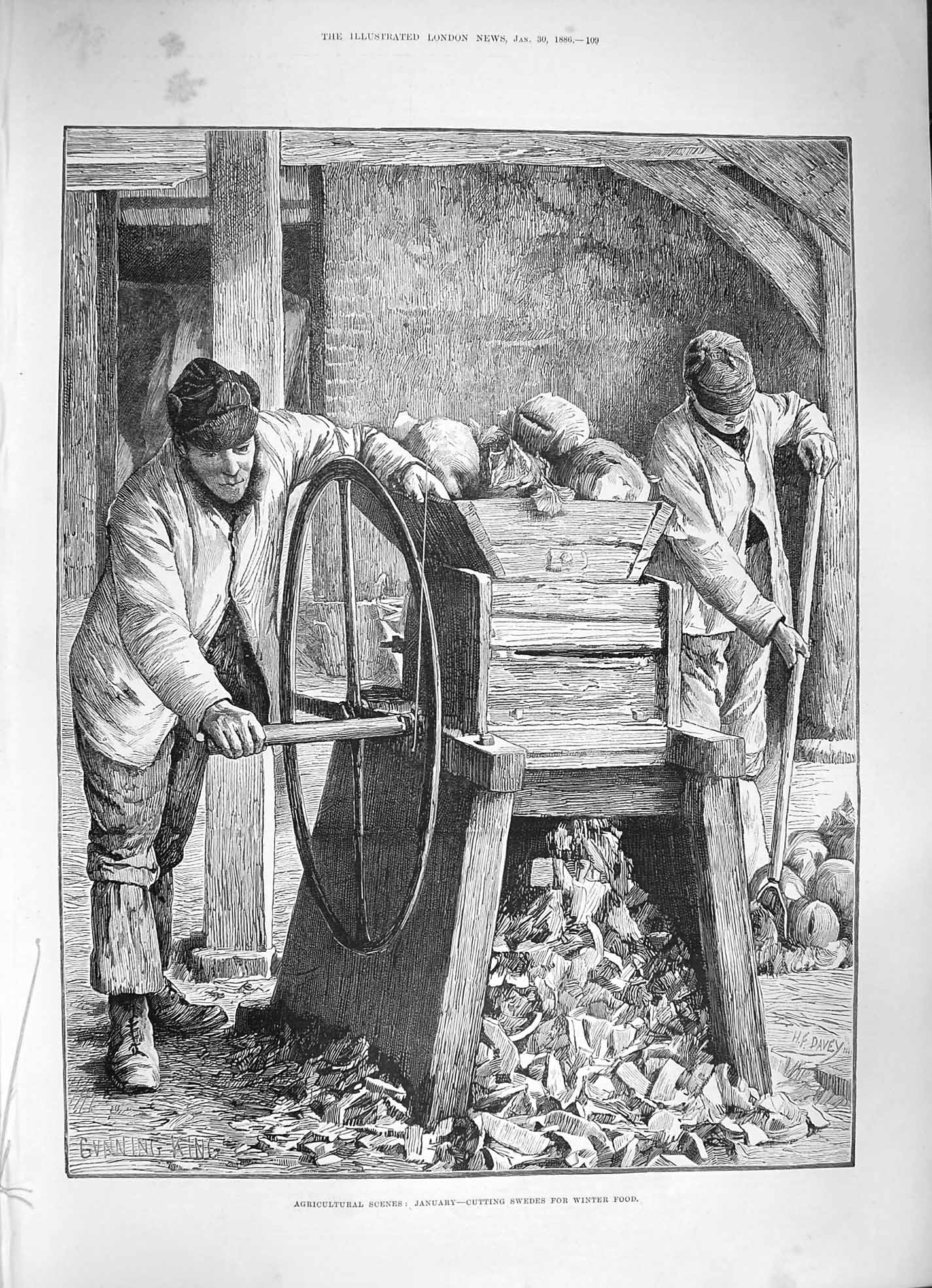 Original Old Antique Print 1886 Agriculture January Cutting Swedes Winter Food