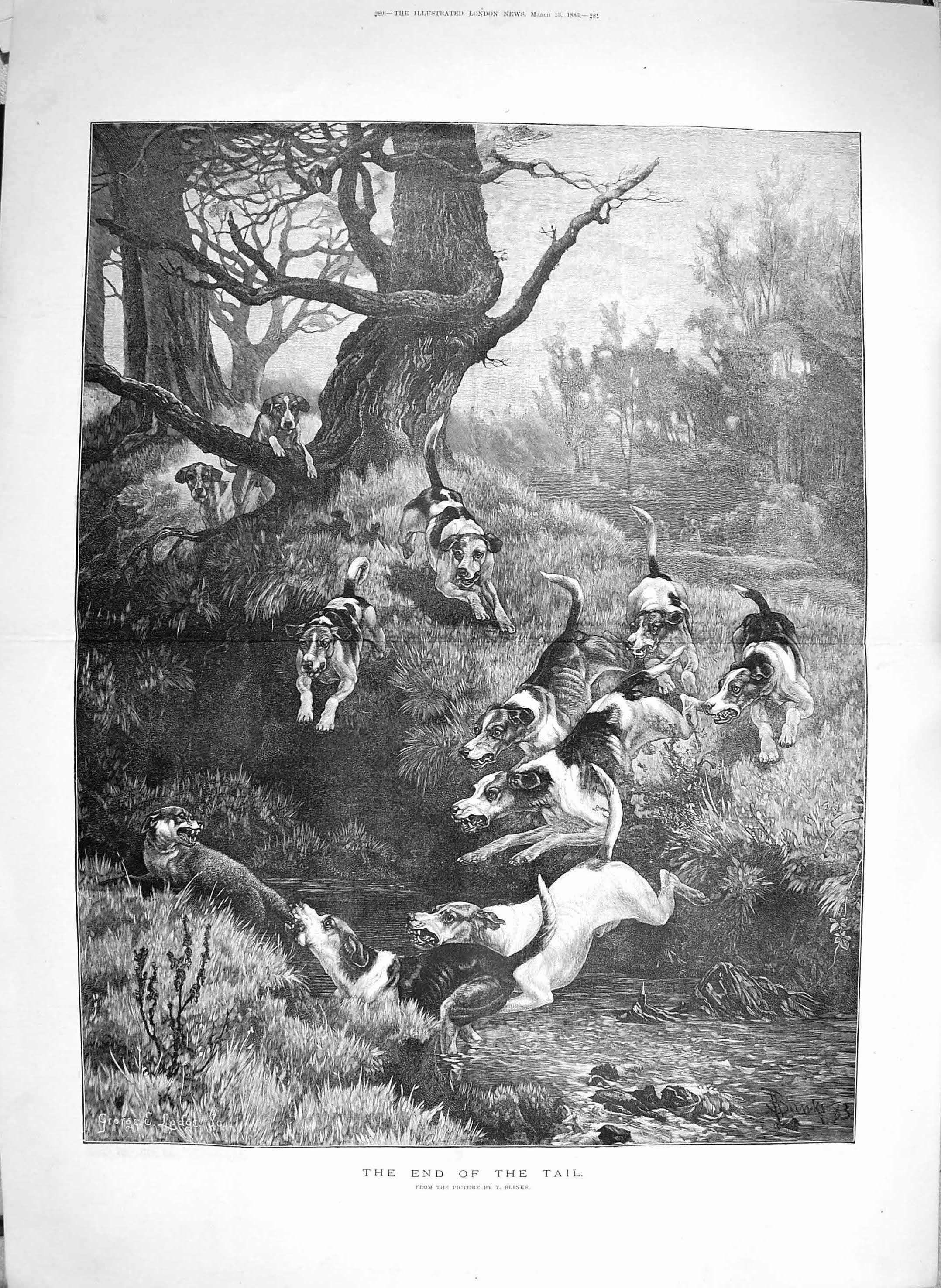 Original Old Antique Print 1886 End The Tail Fox Hunting Hounds Dogs Caught