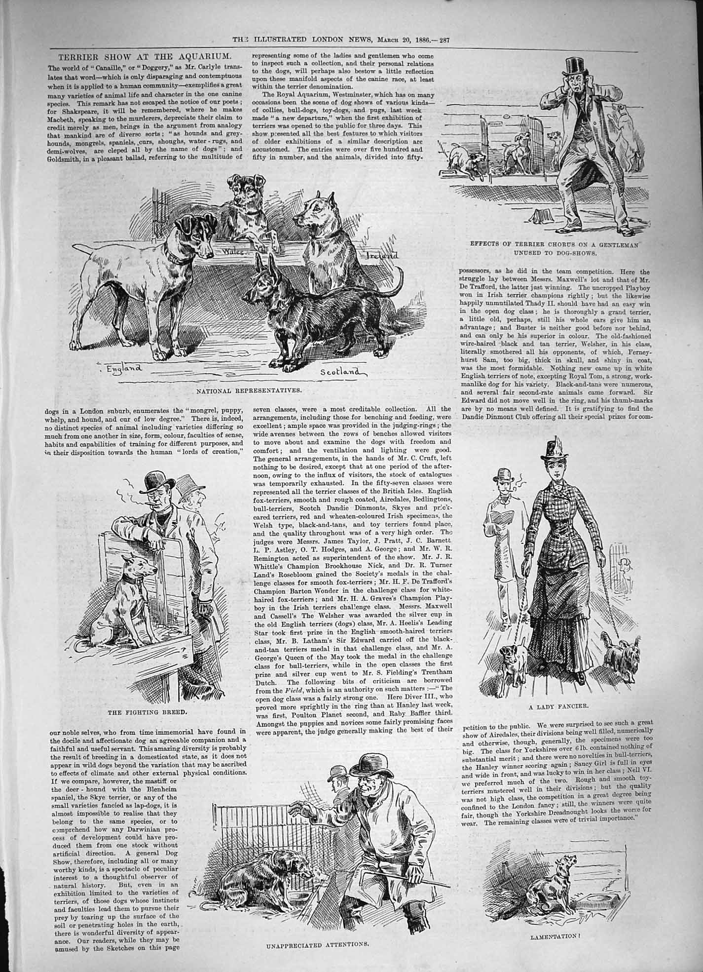 Original Old Antique Print 1886 Dogs Terrier Show Aquarium Lady Fancier London