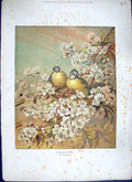 Original Old Antique Print 1886 Springtime Finches Birds Flowers Trees Colour