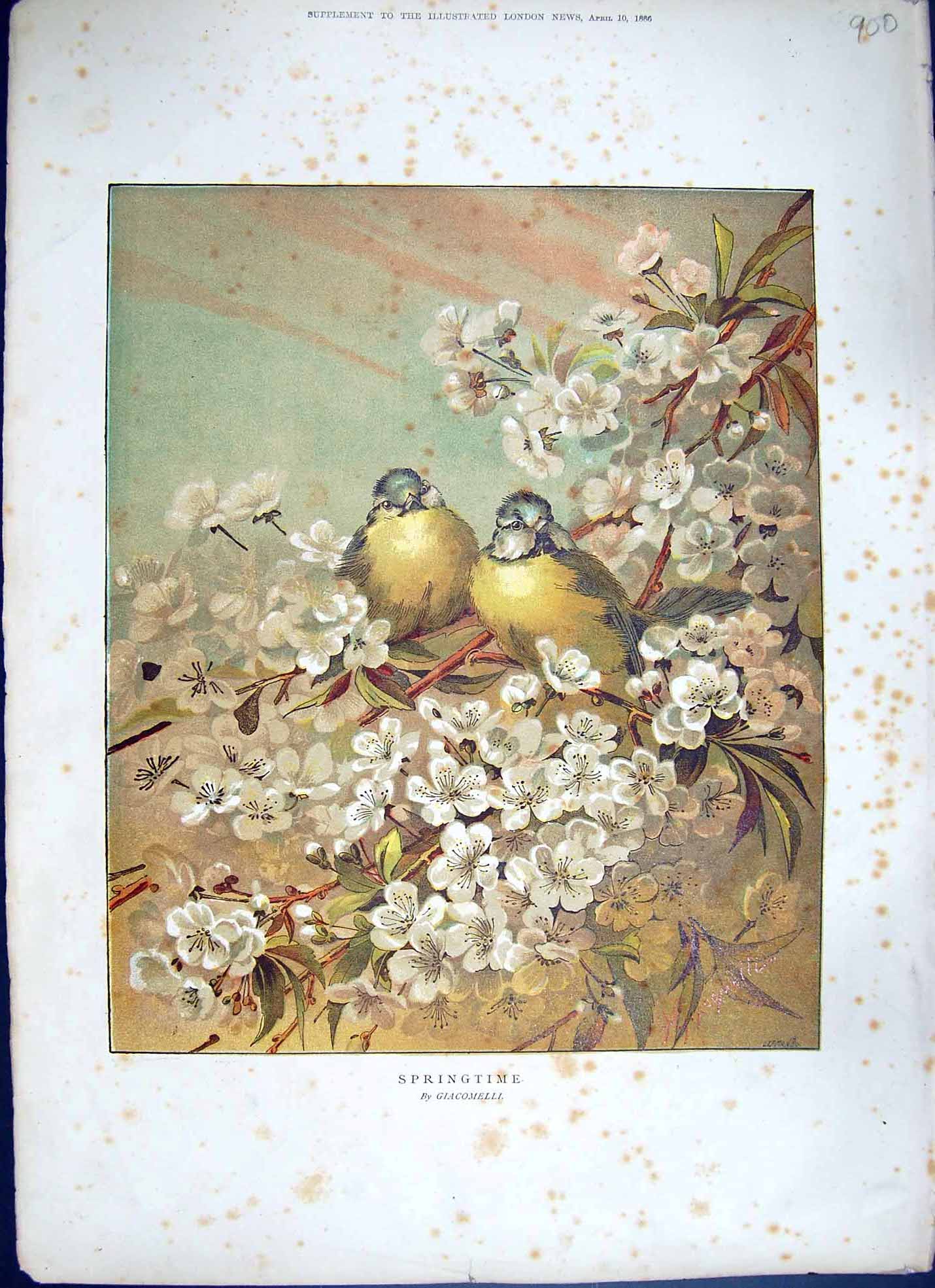 Original Old Antique Print 1886 Springtime Finches Birds Flowers Trees Colour