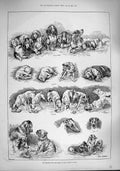 Original Old Antique Print 1887 Kennel Club Dog Show Crystal Palace Puppies