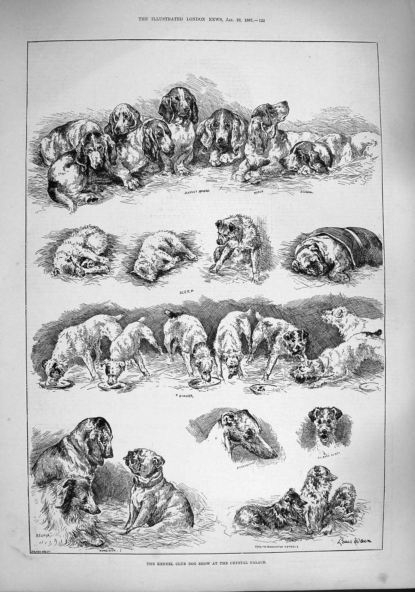 Original Old Antique Print 1887 Kennel Club Dog Show Crystal Palace Puppies