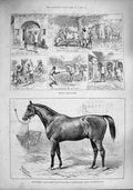 Old Antique Print 1887 Prescription Horse Newcastle-On-Tyne Ponies India 19th