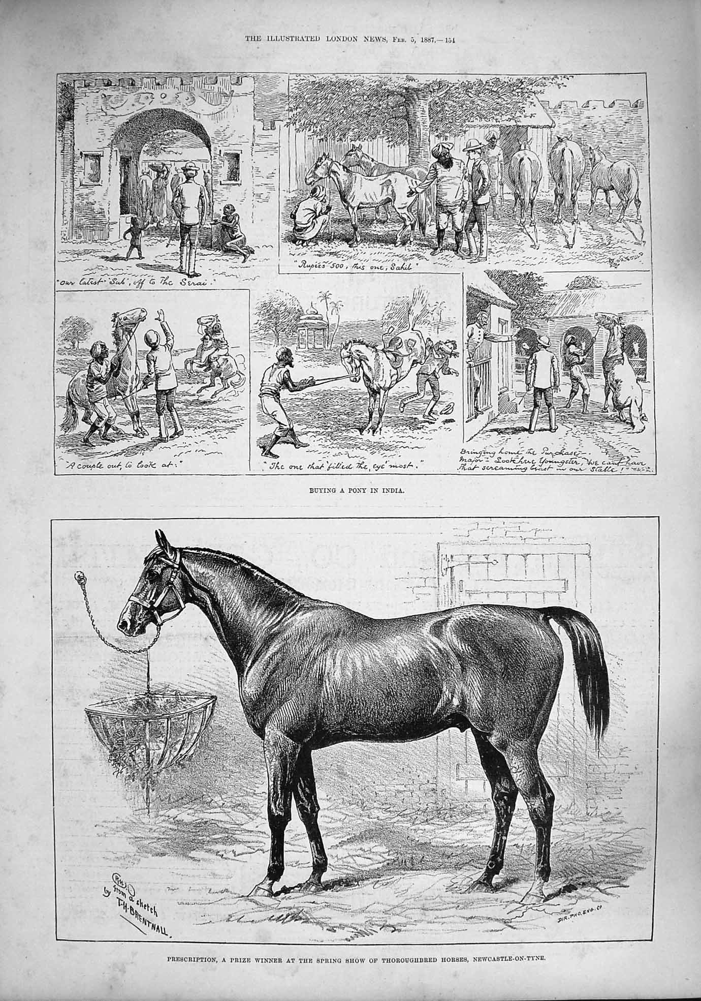 Old Antique Print 1887 Prescription Horse Newcastle-On-Tyne Ponies India 19th