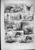 Original Old Antique Print 1887 Hunting Gaour Indian Bison Shikaree Tiger Sport