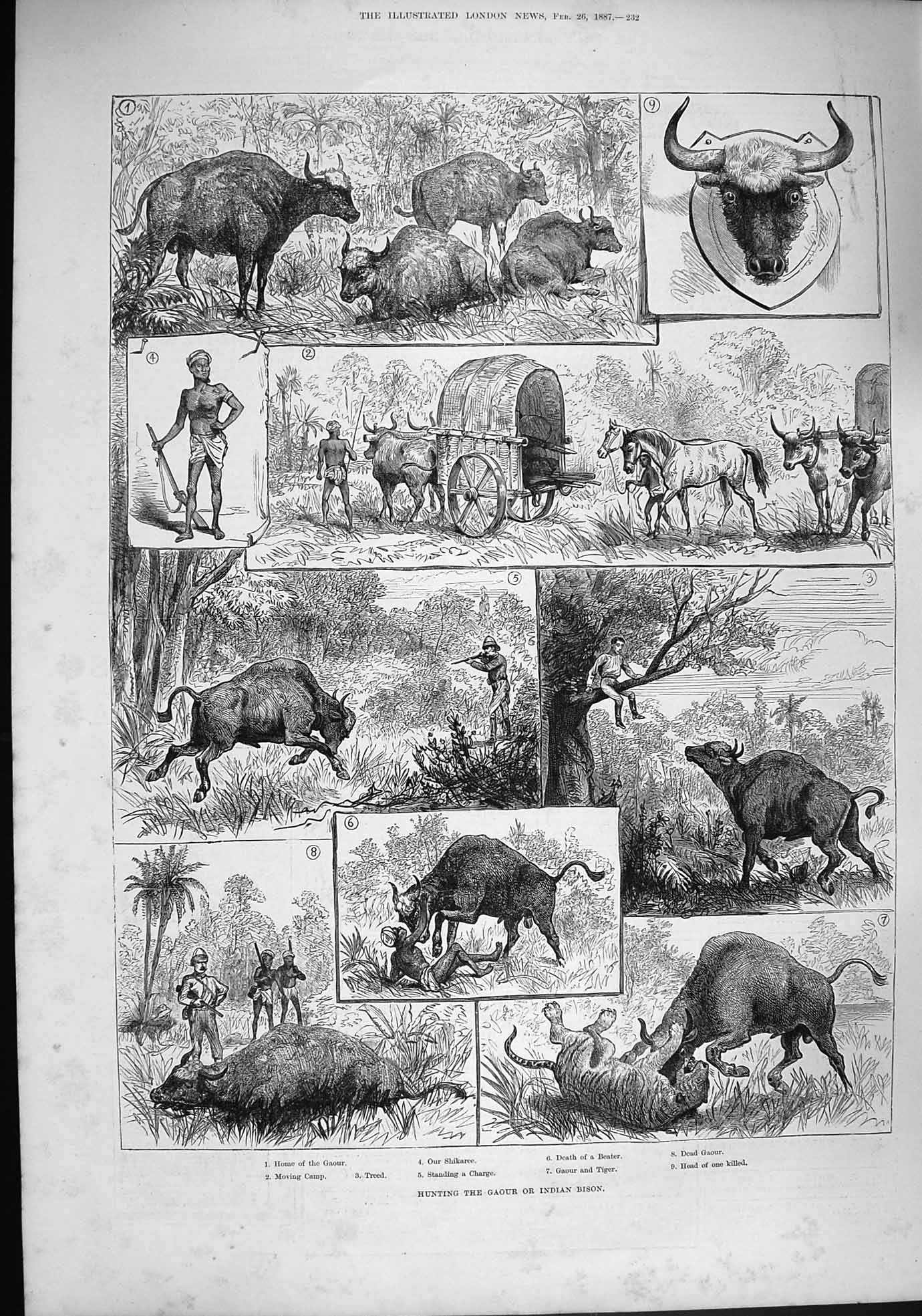 Original Old Antique Print 1887 Hunting Gaour Indian Bison Shikaree Tiger Sport