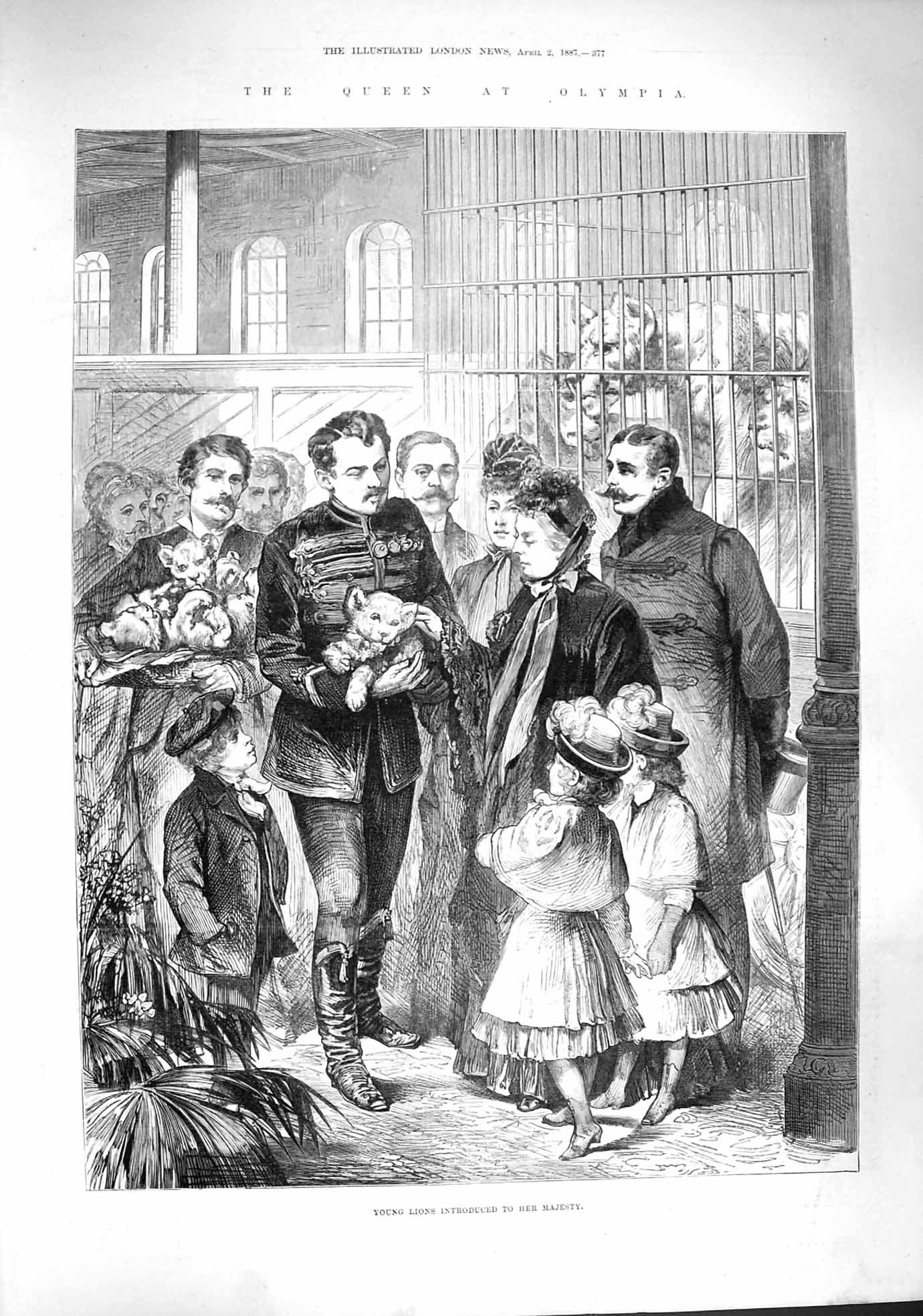Original Old Antique Print 1887 Young Lions Queen Olympia Zoo Wild Animals 19th