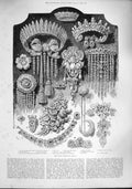 Original Old Antique Print 1887 Crown Jewels France Diamonds Orloff Pole-Star