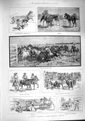 Old Antique Print 1887 Australia Horse Breeding Station Branding Buyers 19th