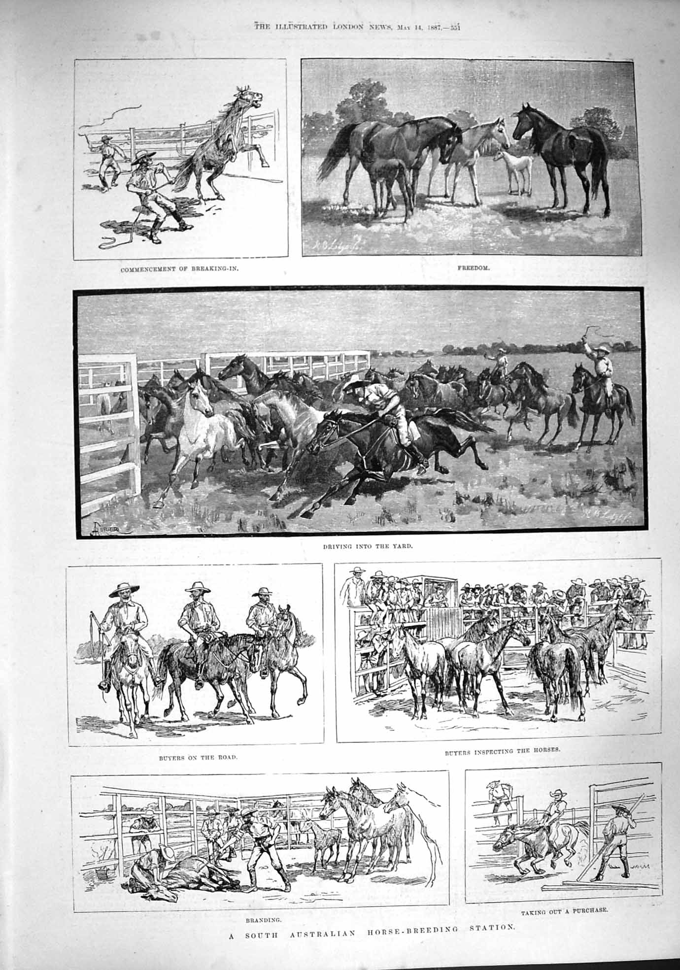 Old Antique Print 1887 Australia Horse Breeding Station Branding Buyers 19th