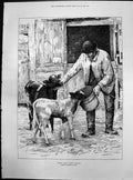 Old First Come First Served Edward King Man Feeding Calves Pail 1887 Victorian