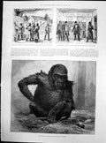 Old Gorilla Zoo State Ireland National League Meeting North Kerry 188 Victorian