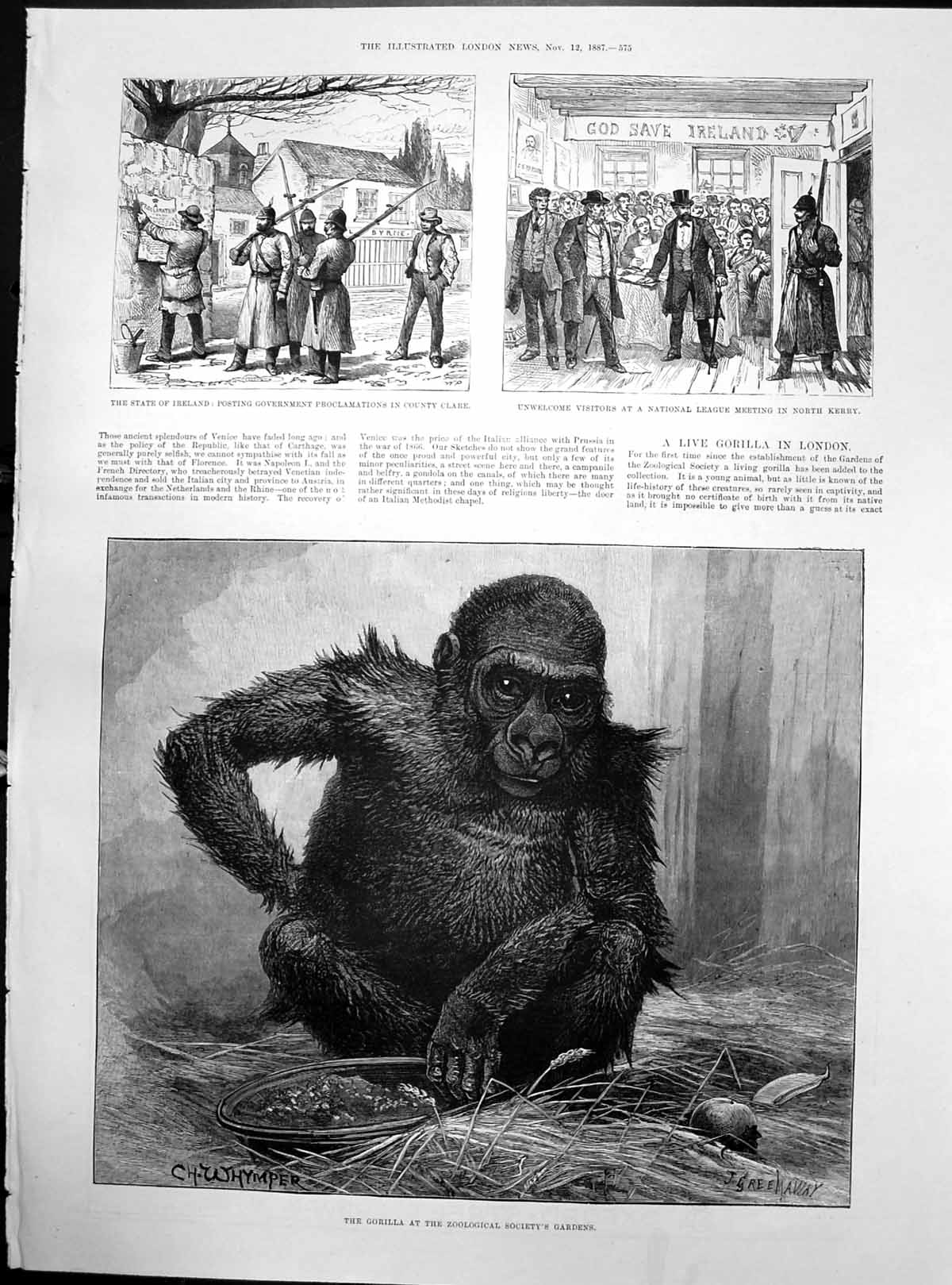 Old Gorilla Zoo State Ireland National League Meeting North Kerry 188 Victorian