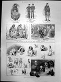 Antique Print Toy Dog Show Westminster Aquarium Crters Lewis Hebrides 1887 19th