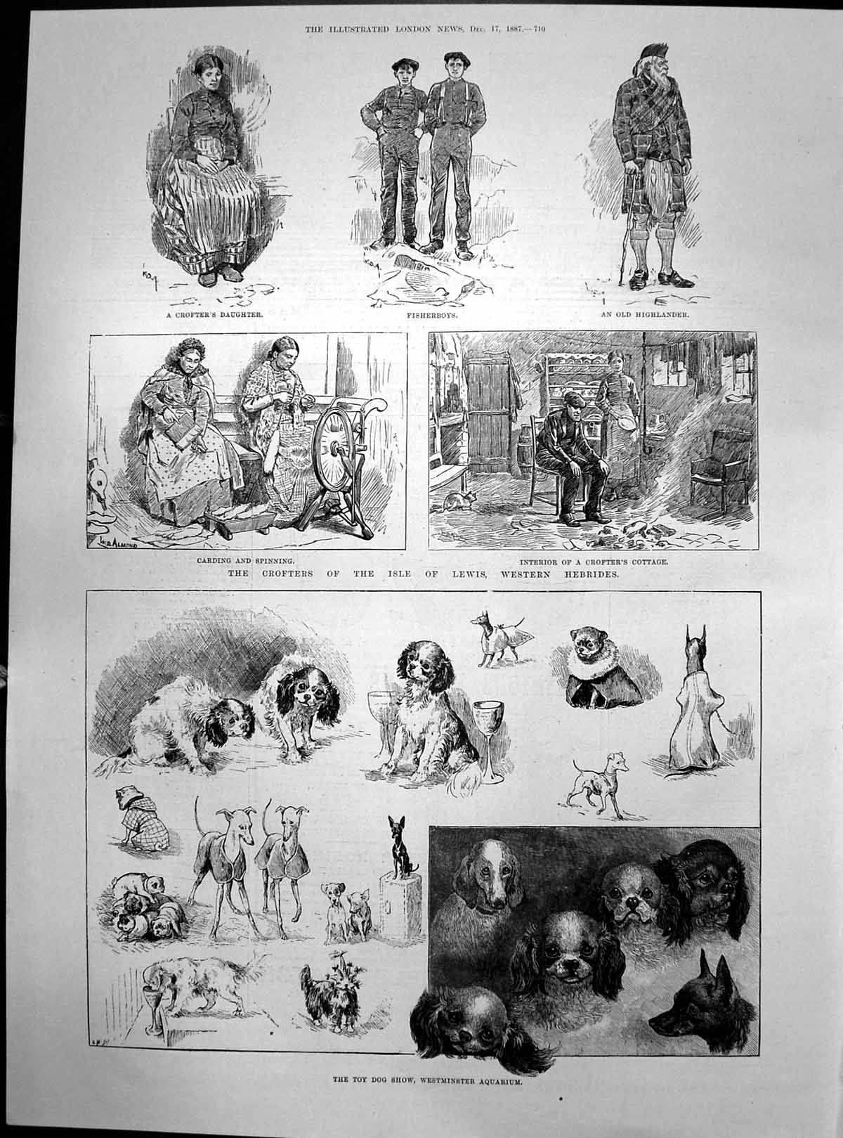 Antique Print Toy Dog Show Westminster Aquarium Crters Lewis Hebrides 1887 19th