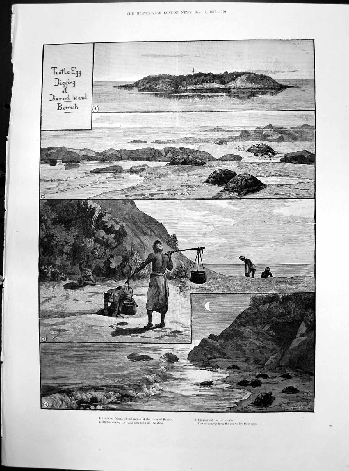 Antique Old Print Turtle Egg Digging Diamond Island Burmah River Bassein 1887