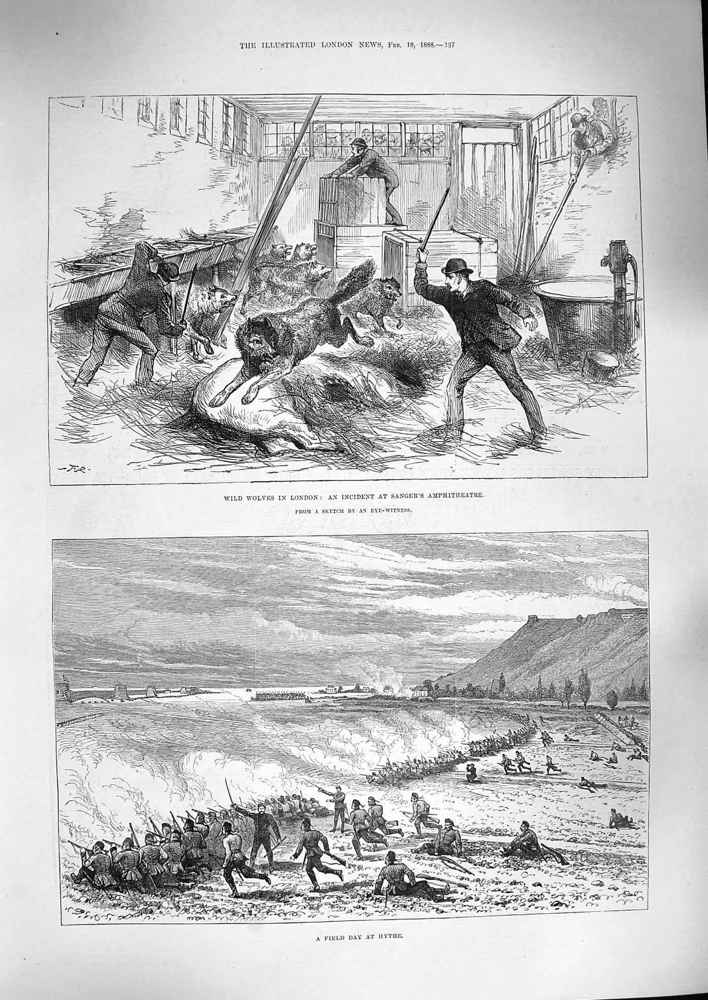 Old Antique Print 1888 Wild Wolves London Sangers Amphitheatre Hythe Army 19th