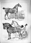 Old Antique Print 1888 Hackney Horse Show Primrose Reality Tip Top Shot 19th