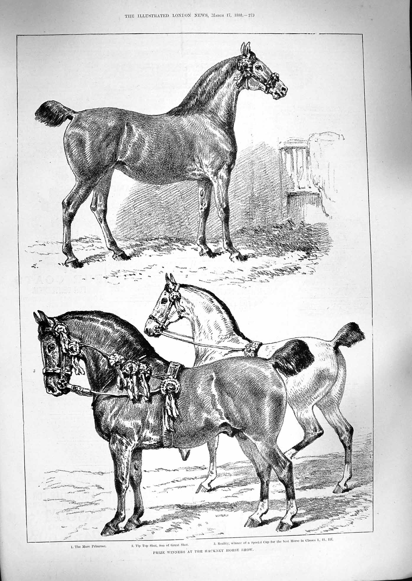 Old Antique Print 1888 Hackney Horse Show Primrose Reality Tip Top Shot 19th