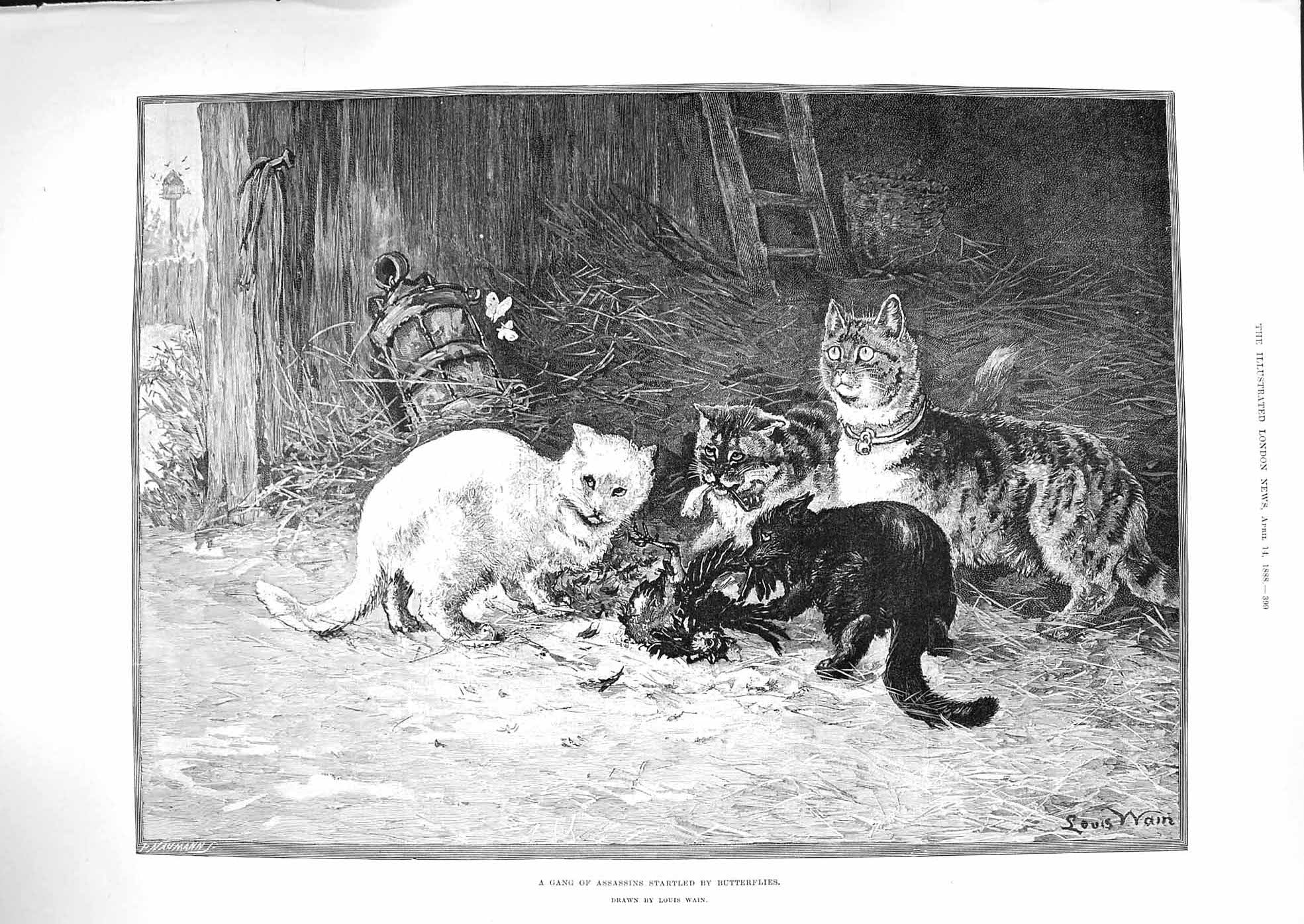 Old Antique Print 1888 Assassins Startled Butterflies Cats Killing Bird 19th