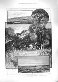 Original Old Antique Print 1888 California Real Castillo Oak Grove San Rafael