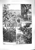 Original Old Antique Print 1888 California Fruitful Land Grapes Trees Plants