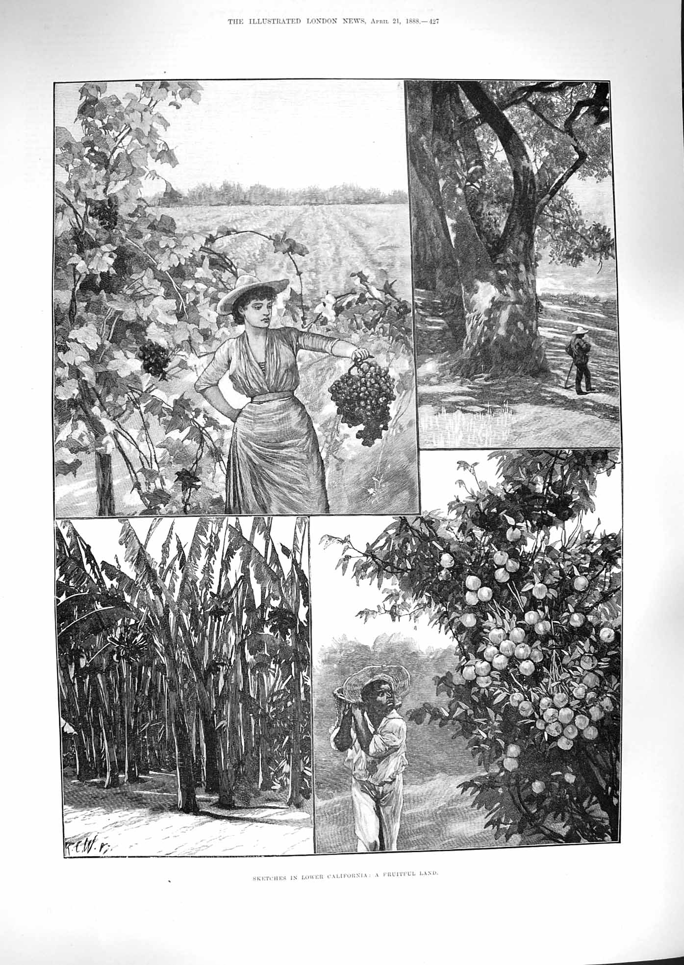 Original Old Antique Print 1888 California Fruitful Land Grapes Trees Plants