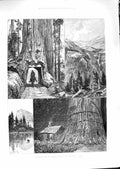 Original Old Antique Print 1888 California Mammoth Trees Mountains Rock Scenery