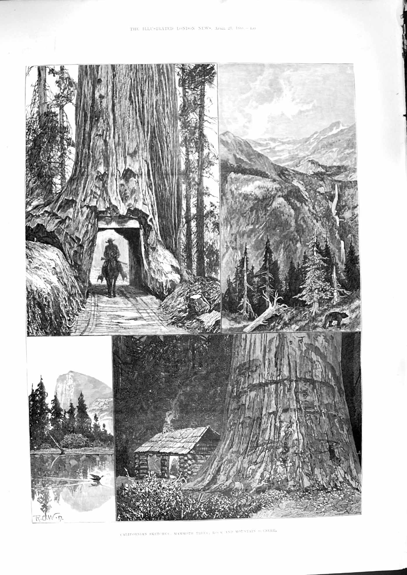Original Old Antique Print 1888 California Mammoth Trees Mountains Rock Scenery