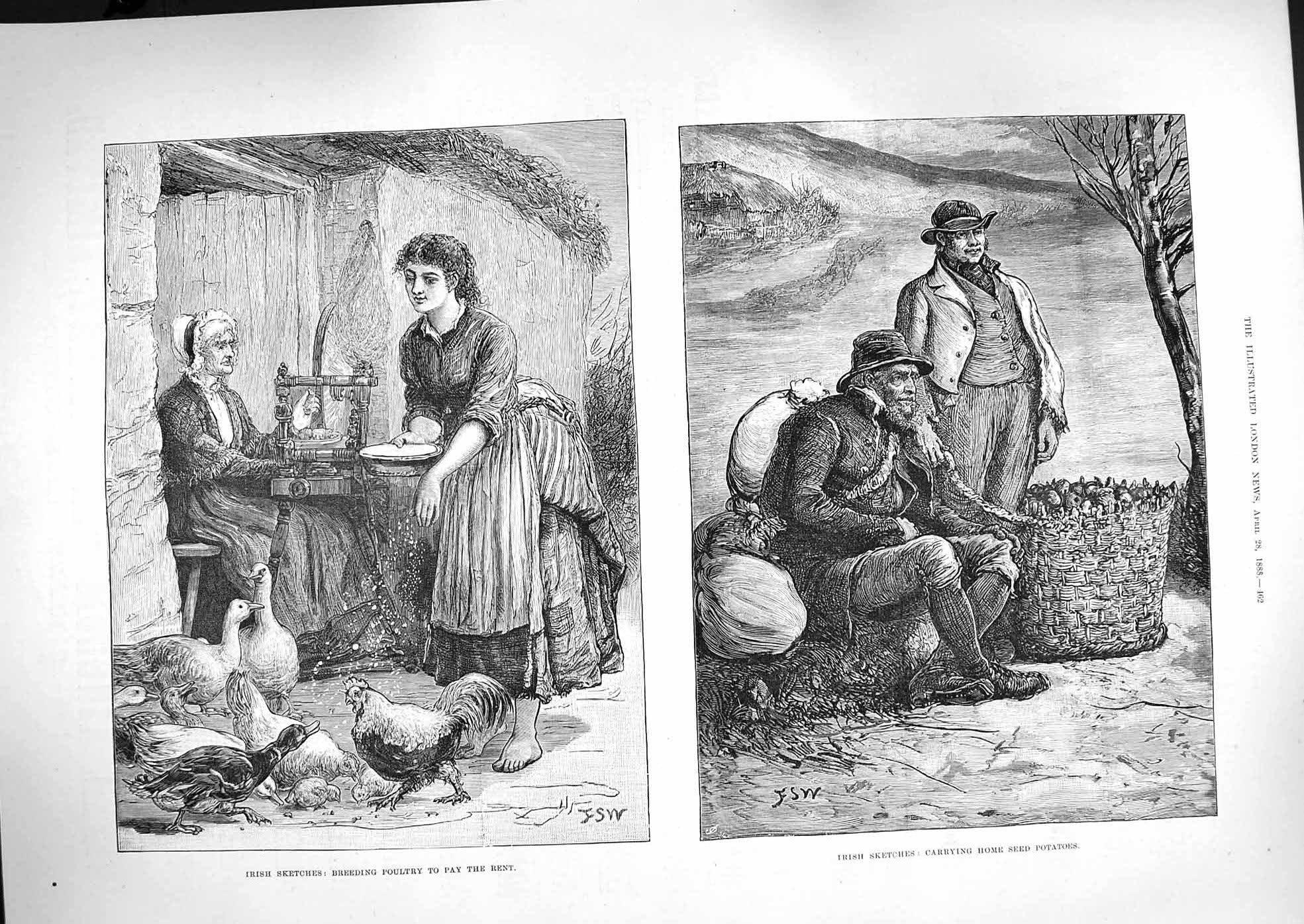 Original Old Antique Print 1888 Ireland Seed Potatoes Breeding Poultry Pay Rent
