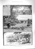 Original Old Antique Print 1888 Richmond Park Deer Sylvanian Nursery Animals