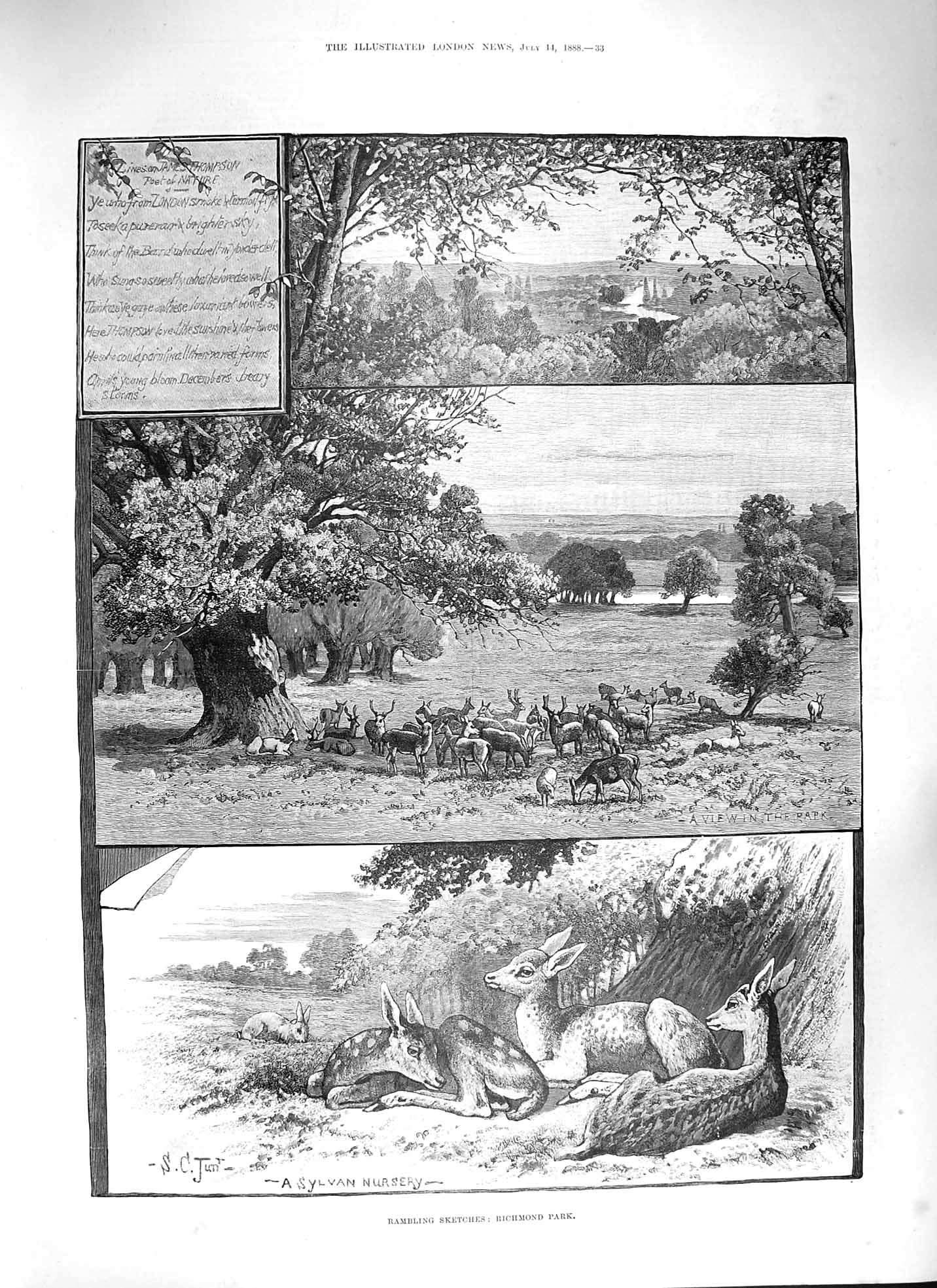Original Old Antique Print 1888 Richmond Park Deer Sylvanian Nursery Animals